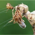 Gartenkreuzspinne (Araneus diadematus)...