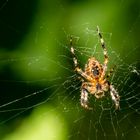 Gartenkreuzspinne ( Araneus diadematus )  