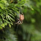  Gartenkreuzspinne (Araneus diadematus)