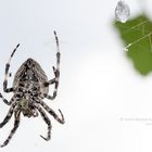 Gartenkreuzspinne - Araneus diadematus