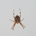 Gartenkreuzspinne (Araneus diadematus)