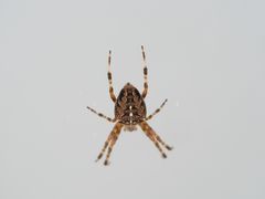 Gartenkreuzspinne (Araneus diadematus)