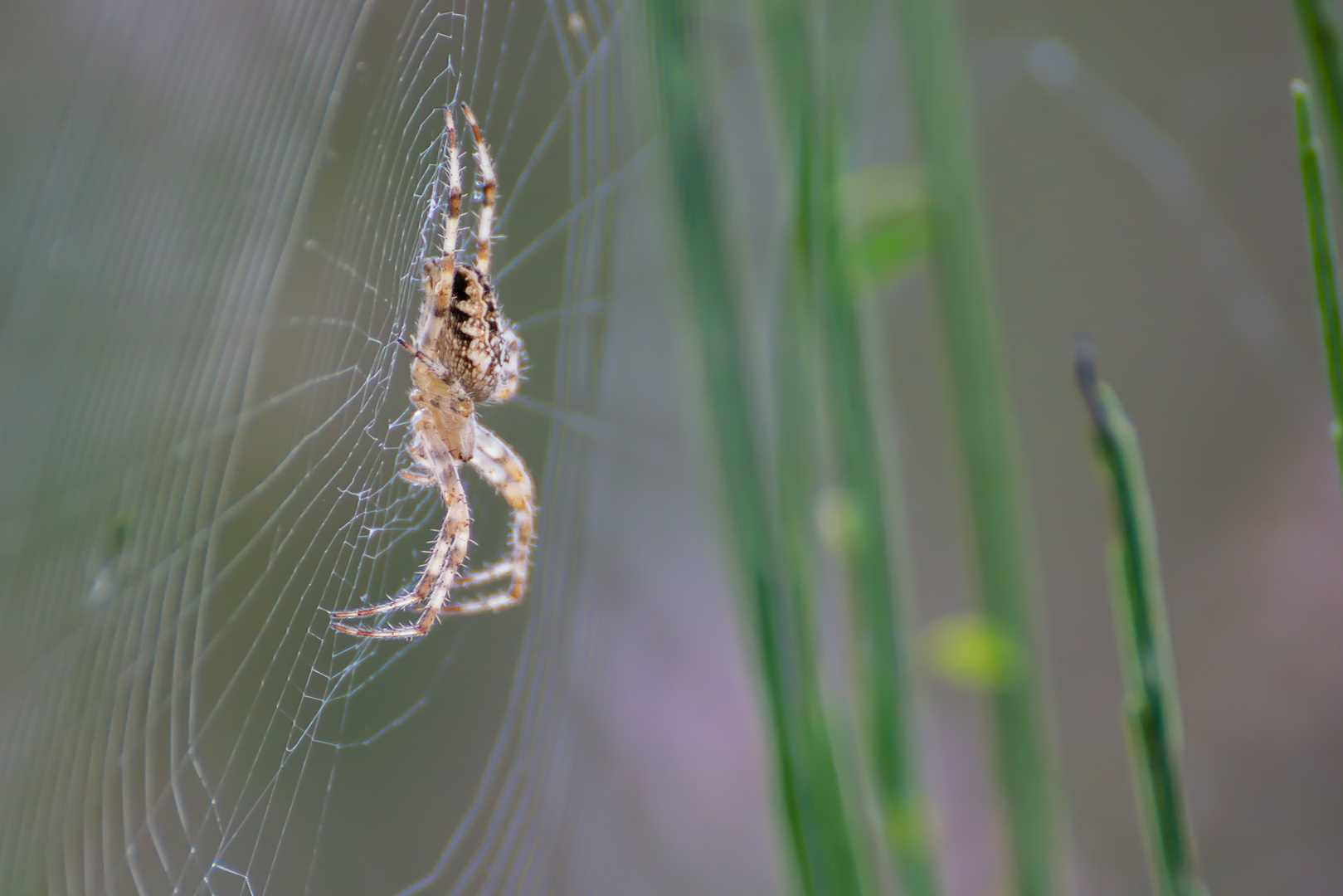 Gartenkreuzspinne (Araneus diadematus)