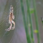 Gartenkreuzspinne (Araneus diadematus)