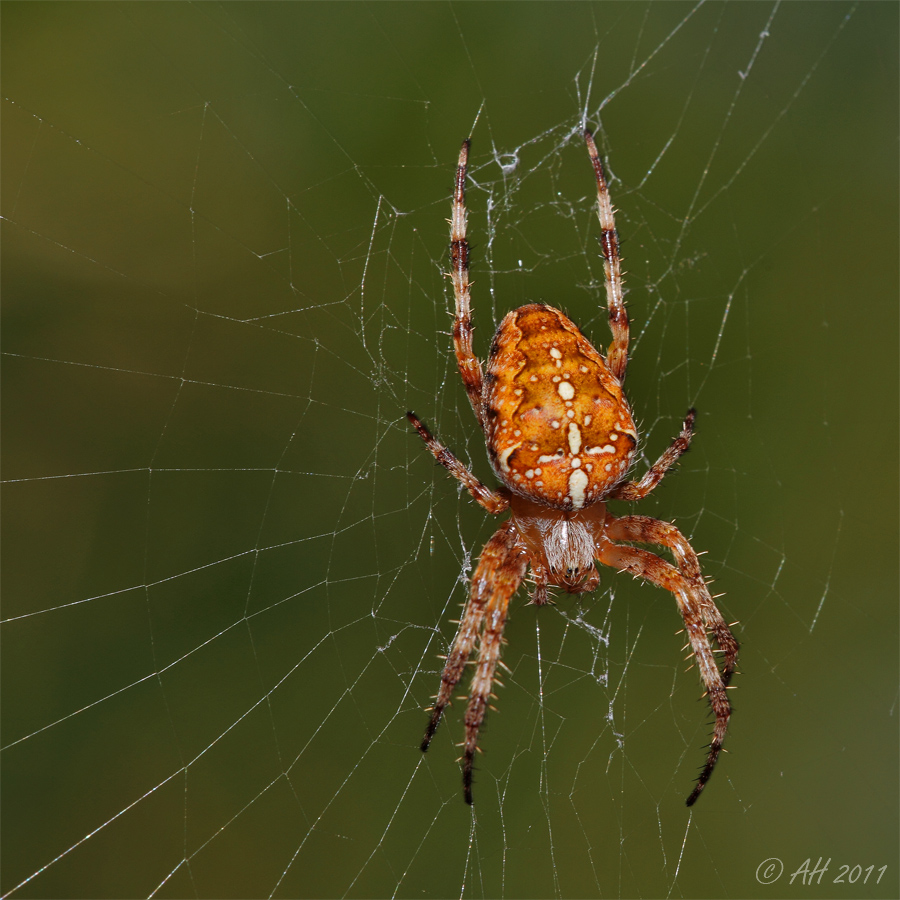 Gartenkreuzspinne (Araneus diadematus)