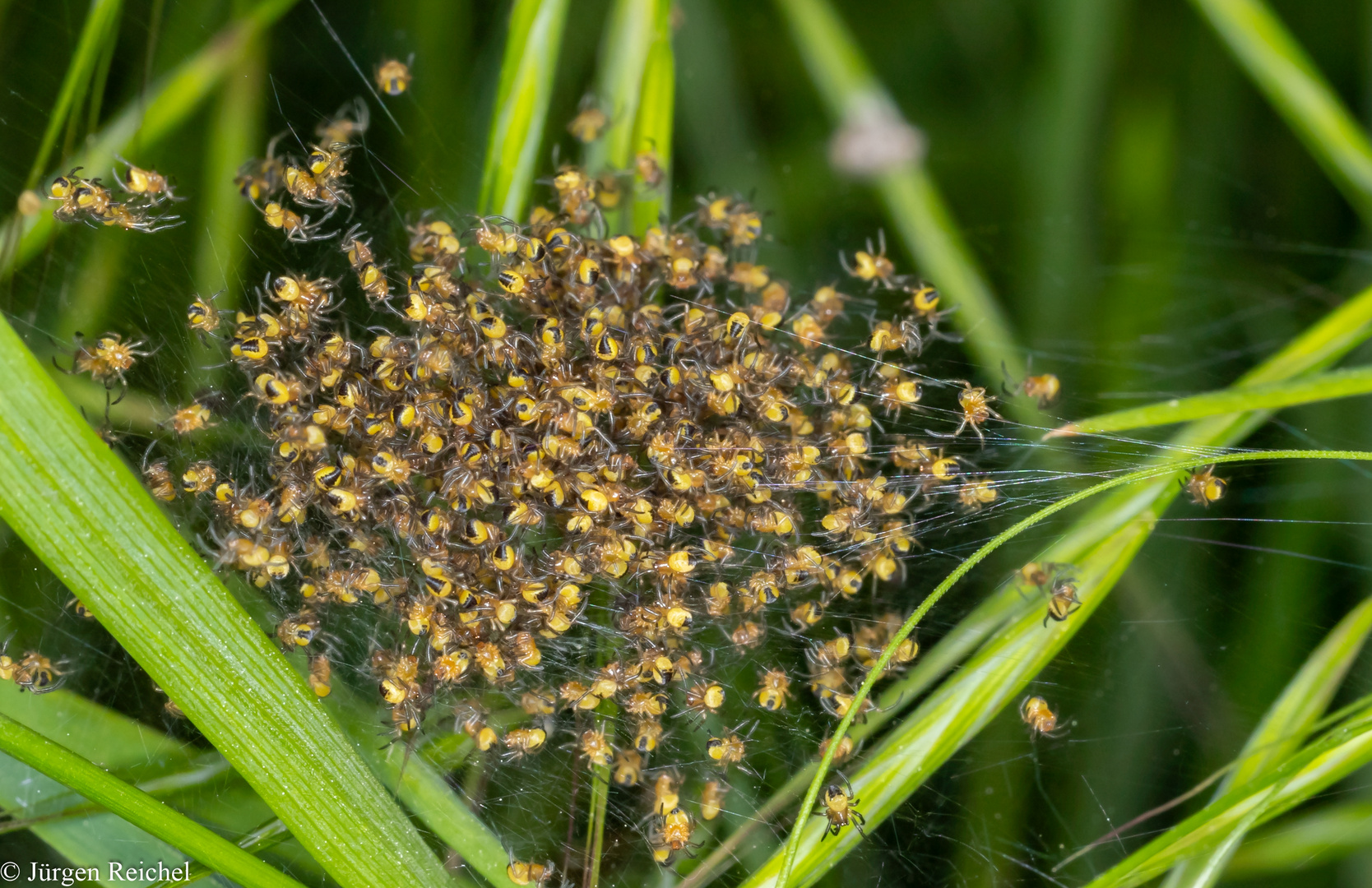 Gartenkreuzspinne (Araneus diadematus) 