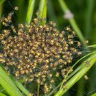 Gartenkreuzspinne (Araneus diadematus) 