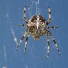 Gartenkreuzspinne (Araneus diadematus) II