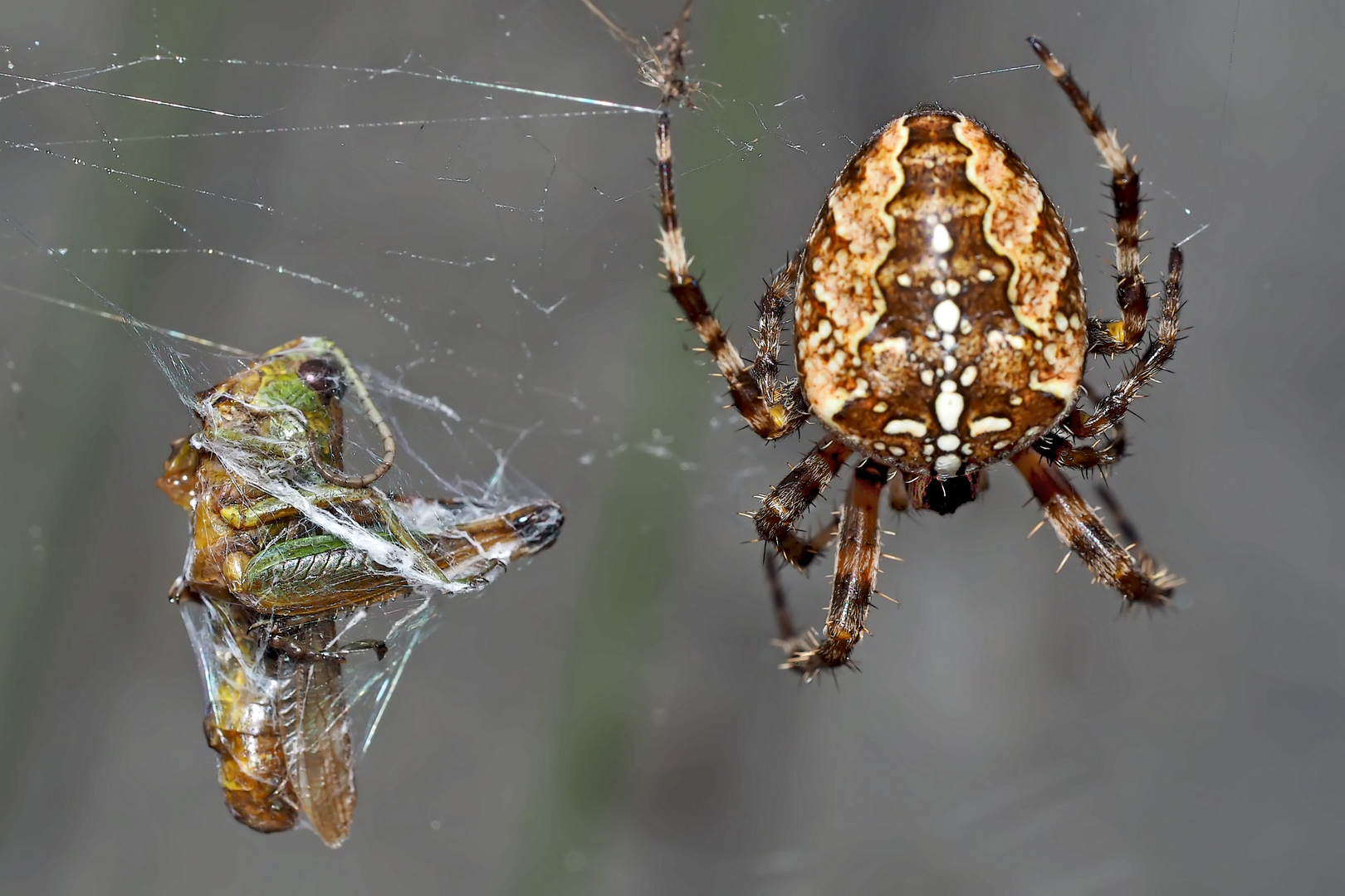 Gartenkreuzspinne (Araneus diadematus) mit Opfer. - Épeire diadème.