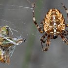 Gartenkreuzspinne (Araneus diadematus) mit Opfer. - Épeire diadème.