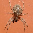 Gartenkreuzspinne (Araneus diadematus) - von oben