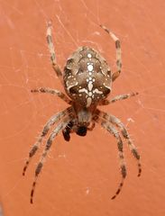 Gartenkreuzspinne (Araneus diadematus) - von oben