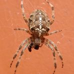 Gartenkreuzspinne (Araneus diadematus) - von oben