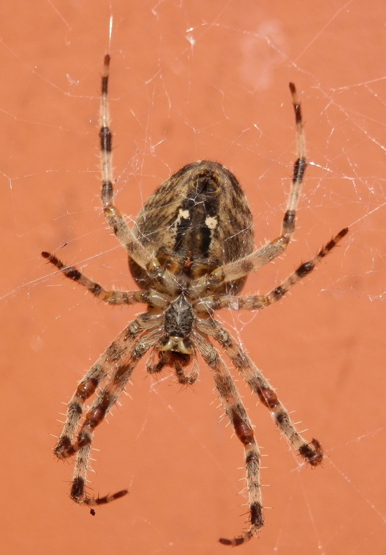 Gartenkreuzspinne (Araneus diadematus) - von unten