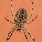 Gartenkreuzspinne (Araneus diadematus) - von unten