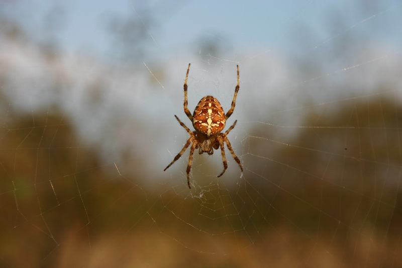 Gartenkreuzspinne (Araneus diadematus)1 Original