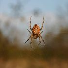 Gartenkreuzspinne (Araneus diadematus)1 Original