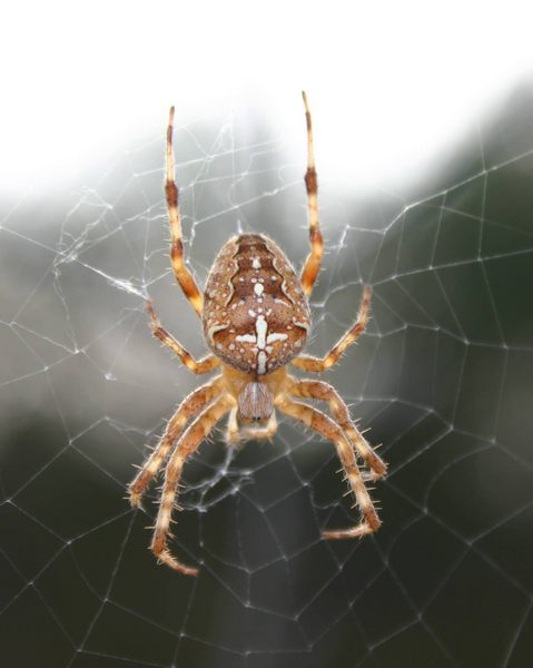 Gartenkreuzspinne (Araneus diadematus)2