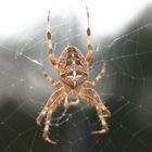 Gartenkreuzspinne (Araneus diadematus)2