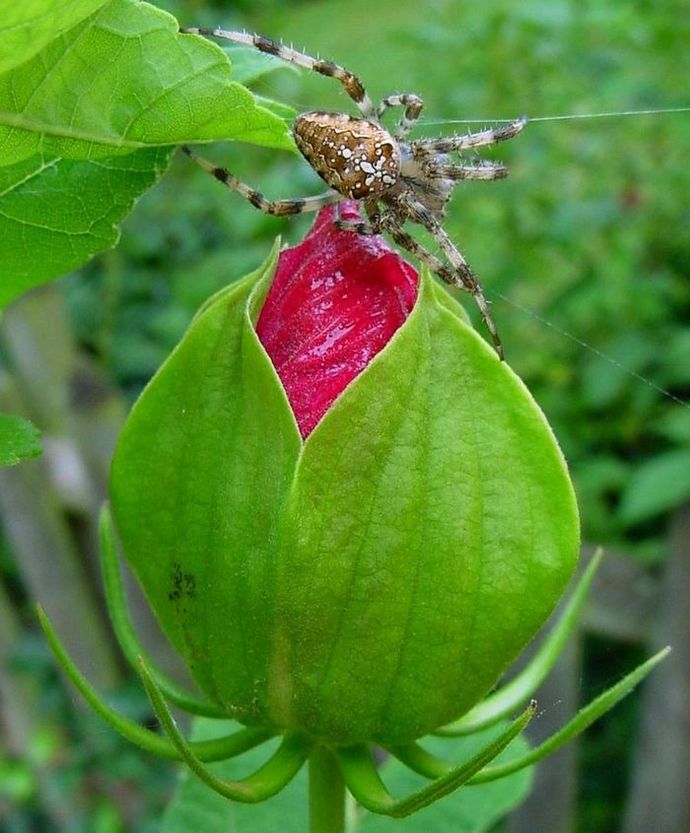 Gartenkreuzspinne auf Hibiskusblüte