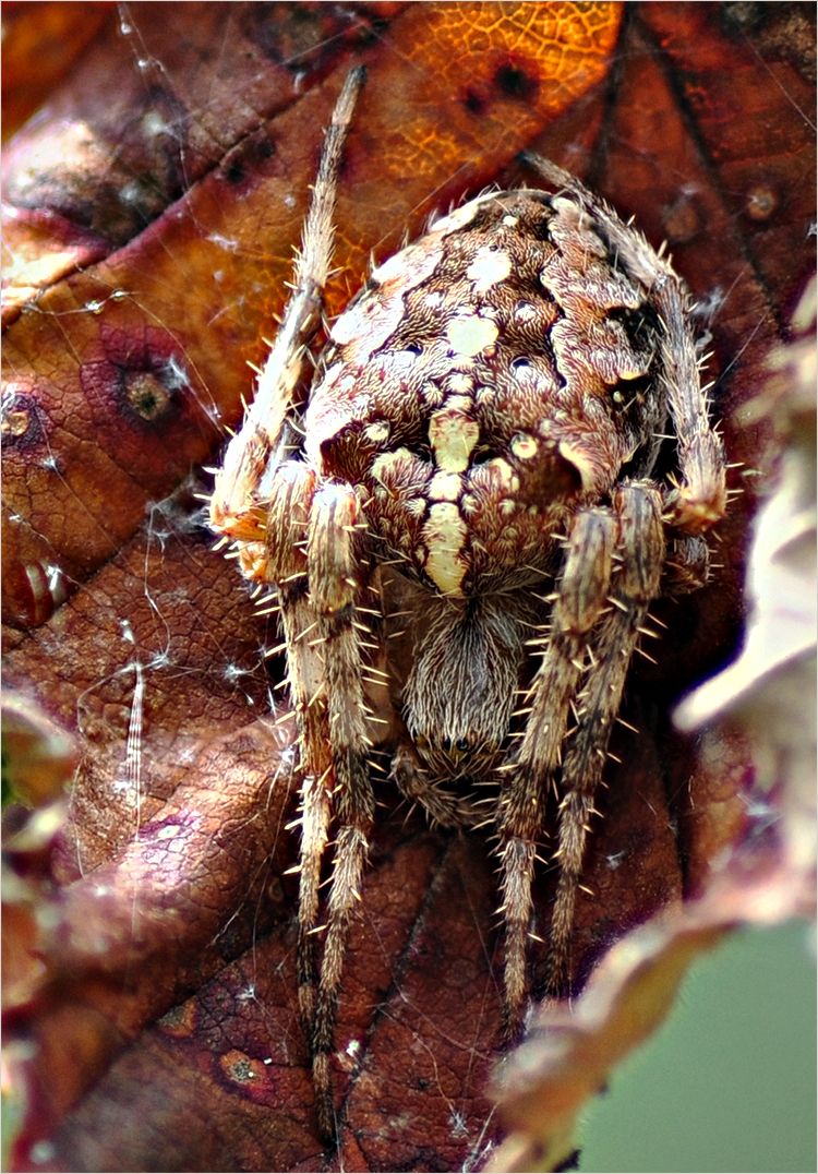 Gartenkreuzspinne