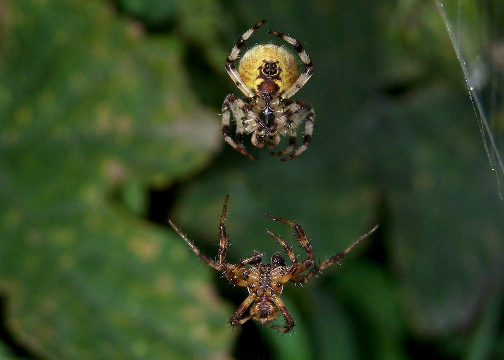 Gartenkreuzspinne Balz