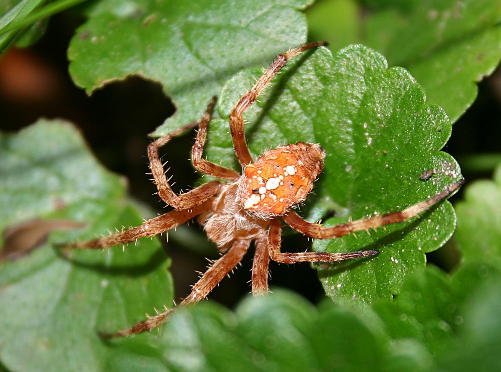 Gartenkreuzspinne...