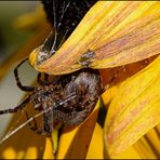 Gartenkreuzspinne...