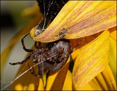 Gartenkreuzspinne...