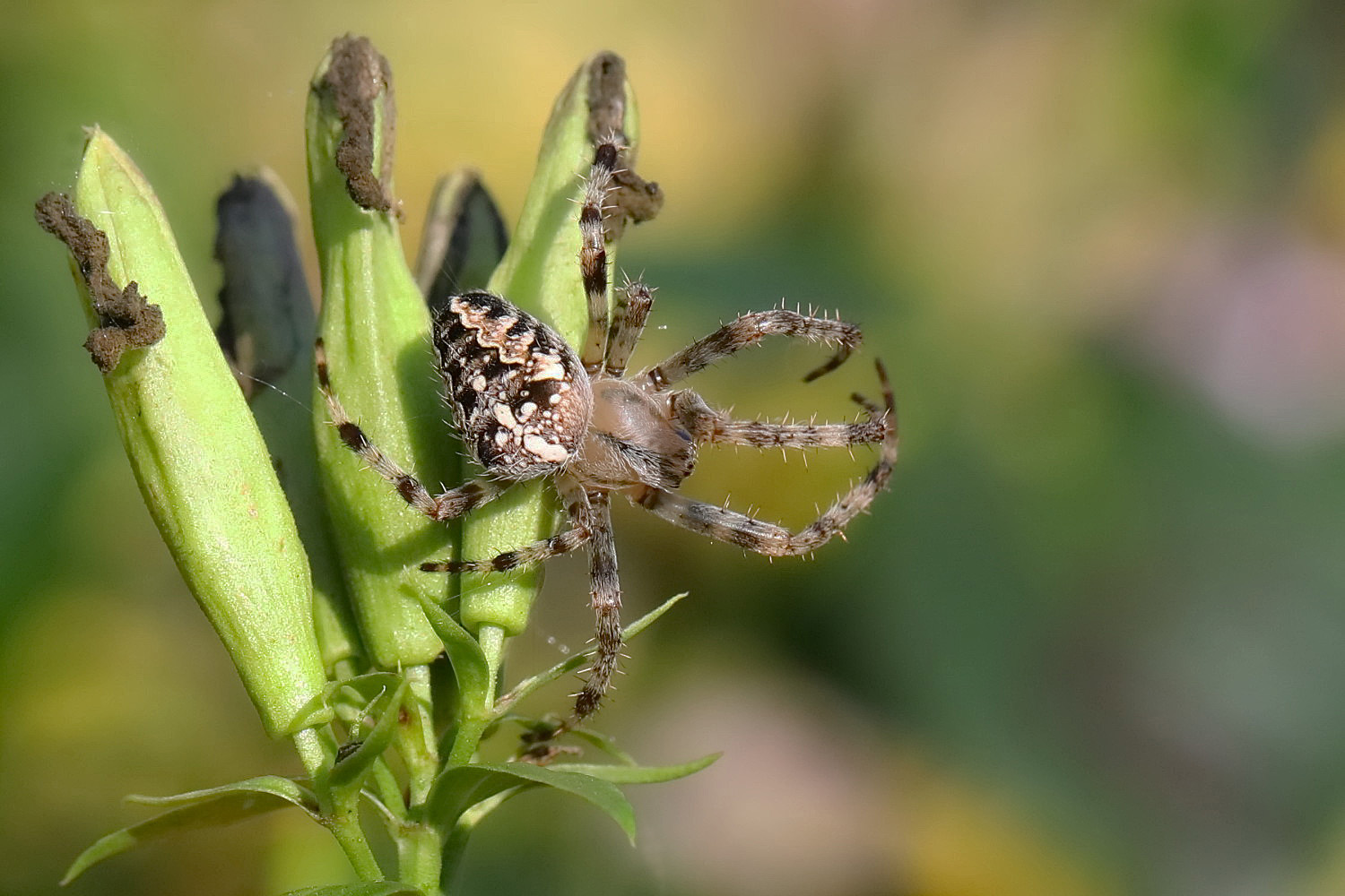 Gartenkreuzspinne