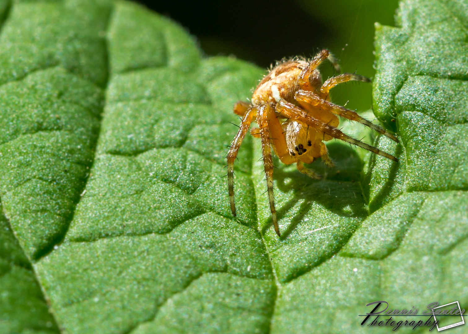 Gartenkreuzspinne - ca. 6mm klein