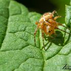 Gartenkreuzspinne - ca. 6mm klein