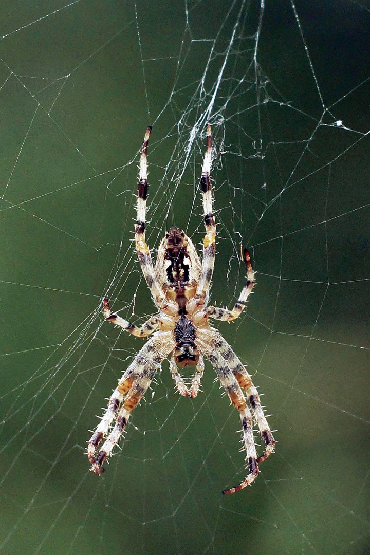 Gartenkreuzspinne 