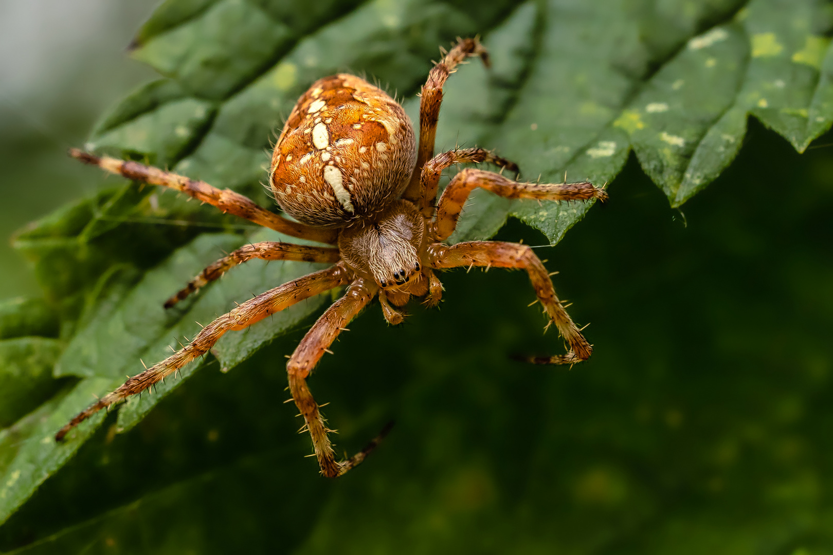 Gartenkreuzspinne