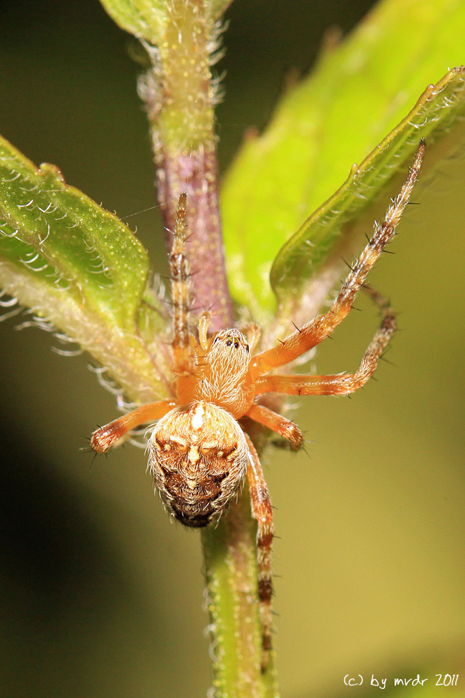 Gartenkreuzspinne