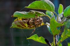 Gartenkreuzspinne die Zweite