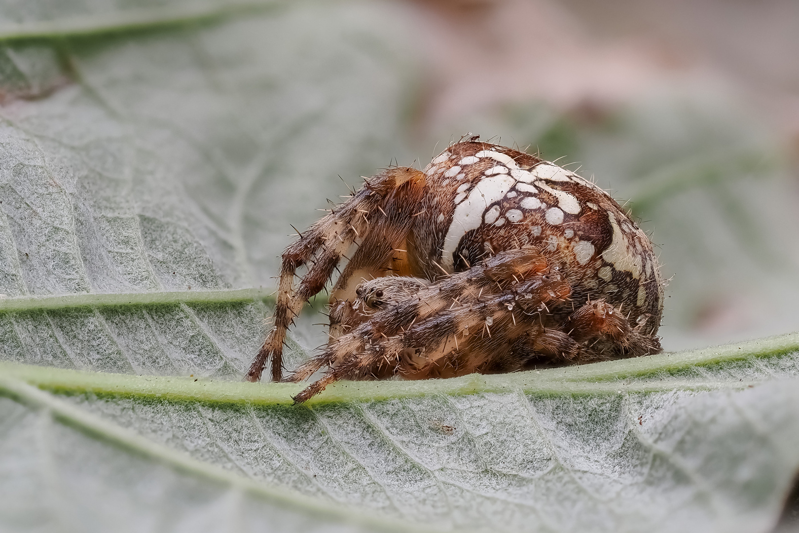 Gartenkreuzspinne