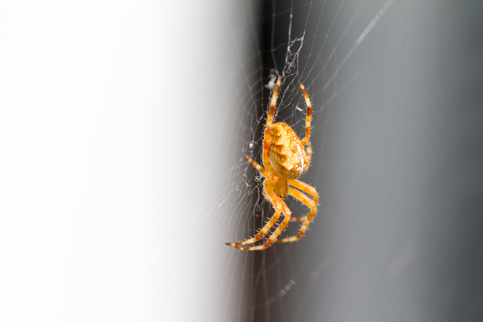 Gartenkreuzspinne - European Garden Spider  