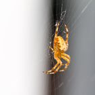Gartenkreuzspinne - European Garden Spider  