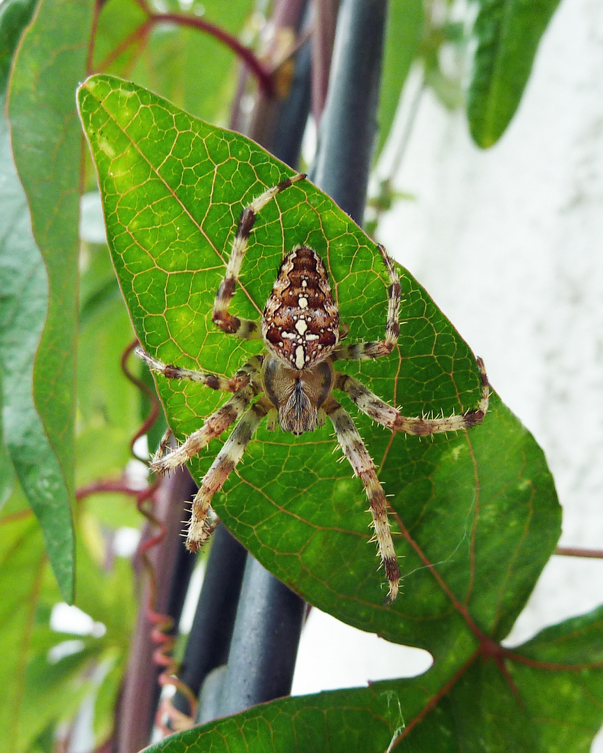 Gartenkreuzspinne