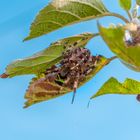 Gartenkreuzspinne im Garten