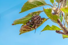 Gartenkreuzspinne im Garten