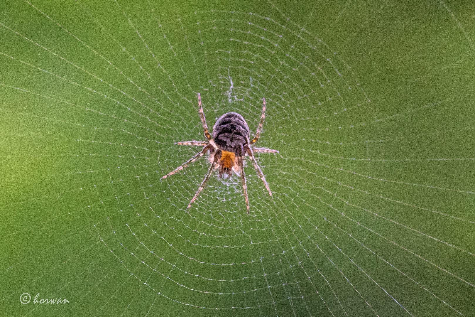 Gartenkreuzspinne im Netz