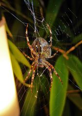 Gartenkreuzspinne in der Nacht