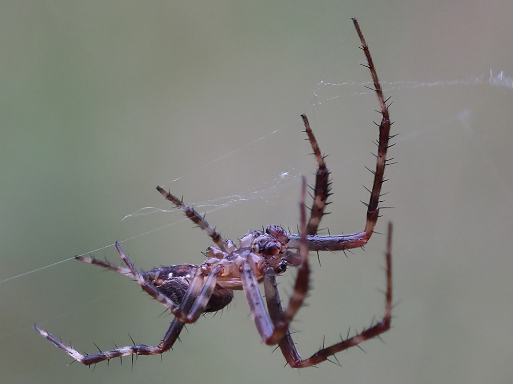 Gartenkreuzspinne männlich sucht Partnerin