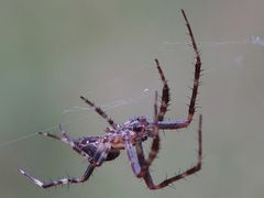 Gartenkreuzspinne männlich sucht Partnerin