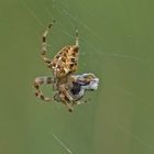 Gartenkreuzspinne mit Beute im Netz