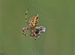 Gartenkreuzspinne mit Beute im Netz