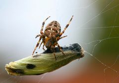 Gartenkreuzspinne mit Ihrem Opfer