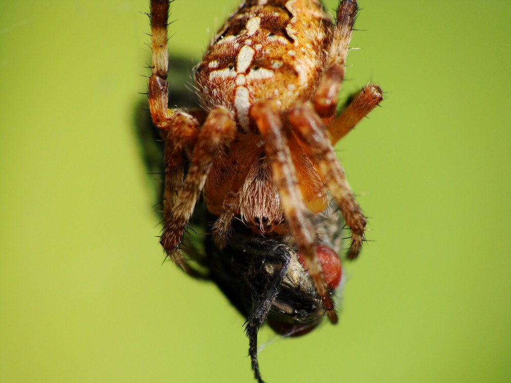 Gartenkreuzspinne mit Opfer - Fliege